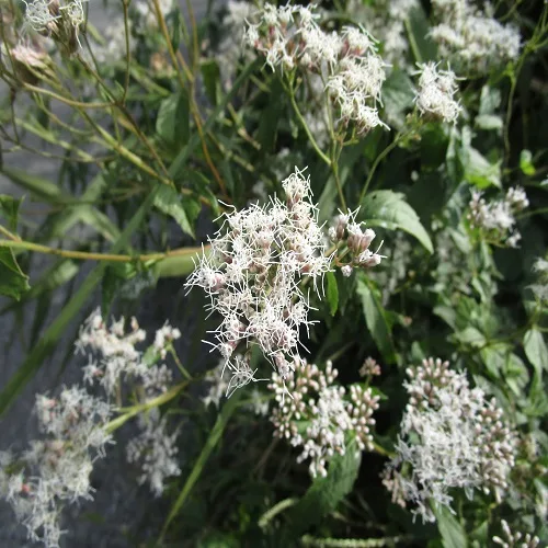 フジバカマの花