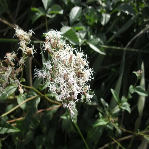 フジバカマの花