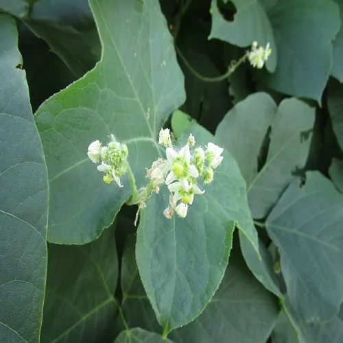 アレチウリの花