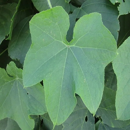 アレチウリの葉