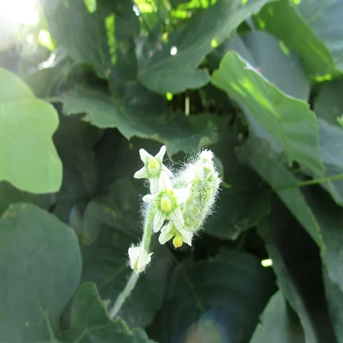 アレチウリの花