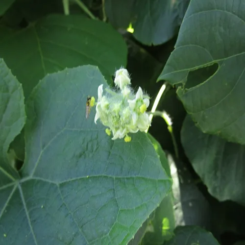 アレチウリの花