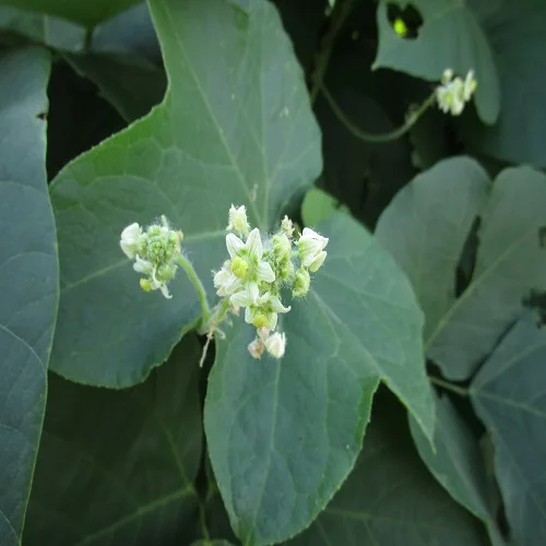 アレチウリの花