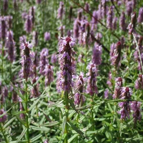 ミズトラノオの花