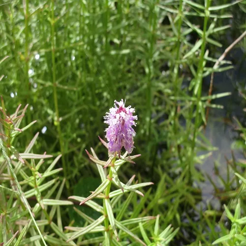 ミズトラノオの花