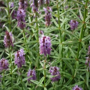 ミズトラノオの花