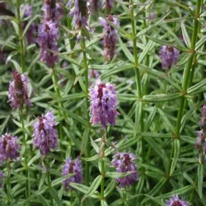 ミズトラノオの花