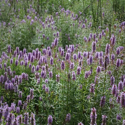 ミズトラノオの花の群落