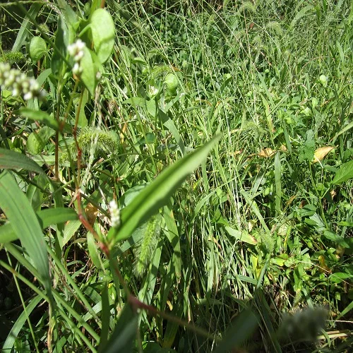 アオヒメタデの葉