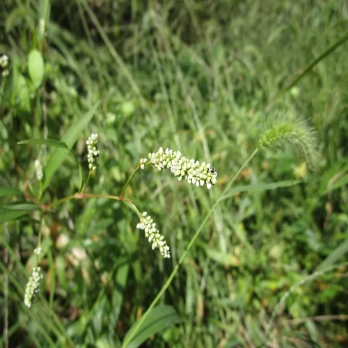 アオヒメタデの花
