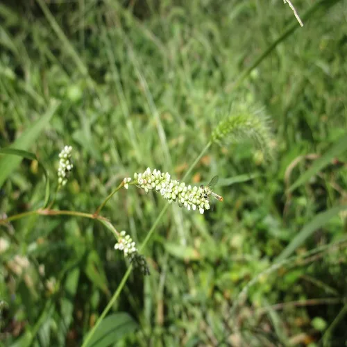 アオヒメタデの花