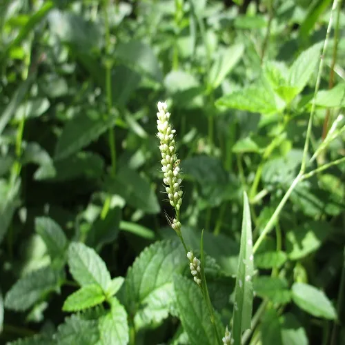 アオヒメタデの花