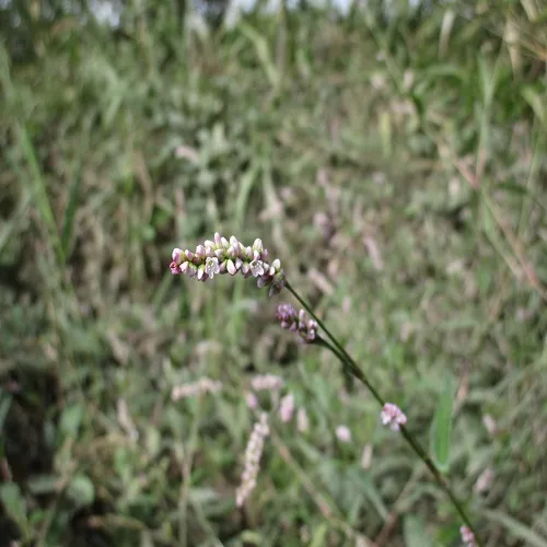 ホソバイヌタデの花