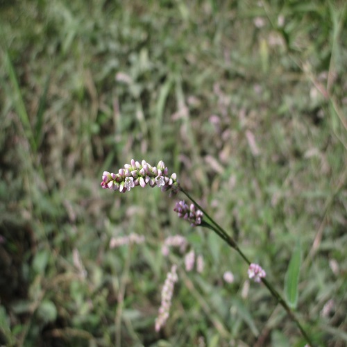 ホソバイヌタデの花