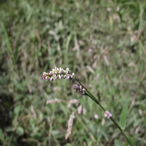 ホソバイヌタデ