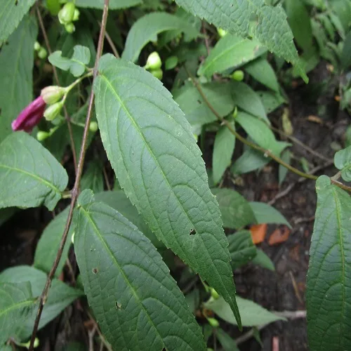 タニジャコウソウの葉