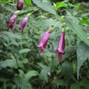 タニジャコウソウの花