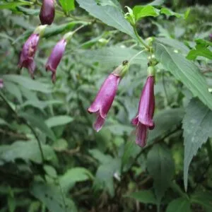 タニジャコウソウの花