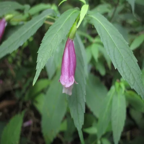 タニジャコウソウの花
