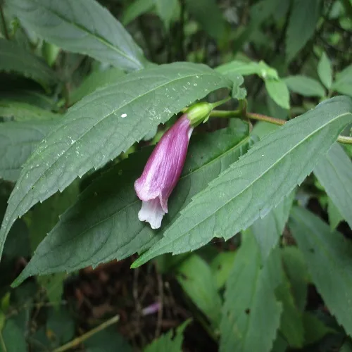 タニジャコウソウの花