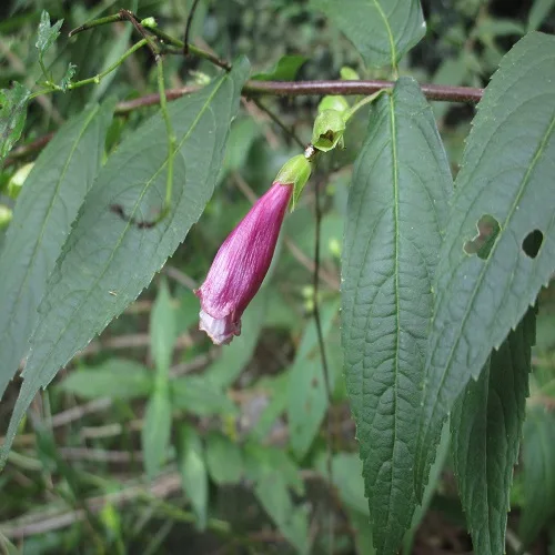 タニジャコウソウの花