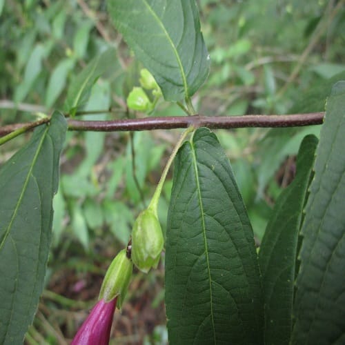 タニジャコウソウの花柄