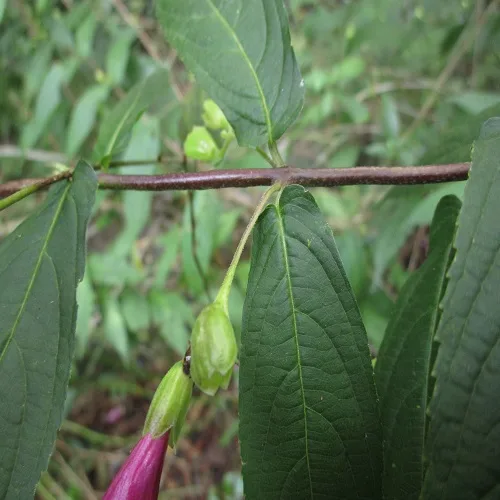 タニジャコウソウの花柄