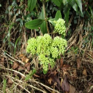 ミツバベンケイソウの花