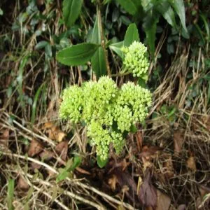 ミツバベンケイソウの花