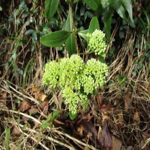 ミツバベンケイソウの花