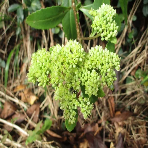ミツバベンケイソウの花