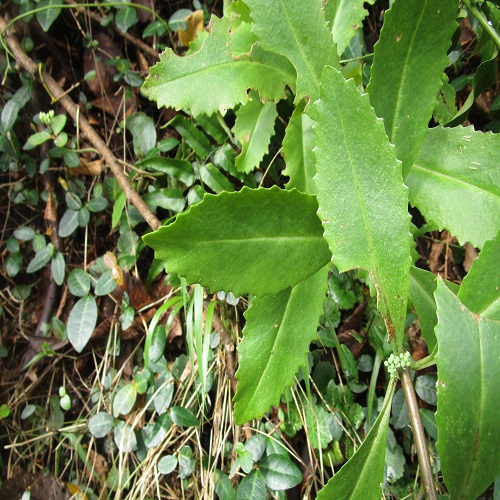 ミツバベンケイソウの葉