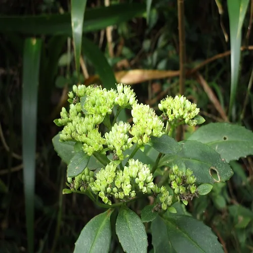 ミツバベンケイソウの花