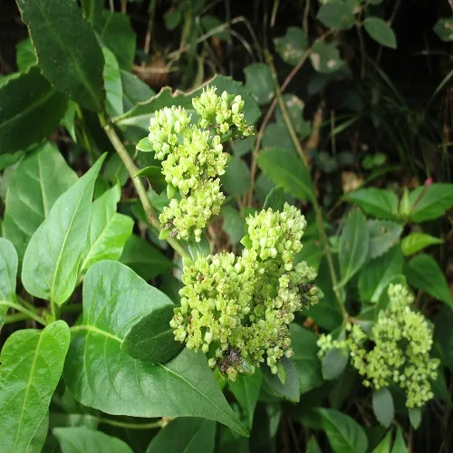 ミツバベンケイソウの花