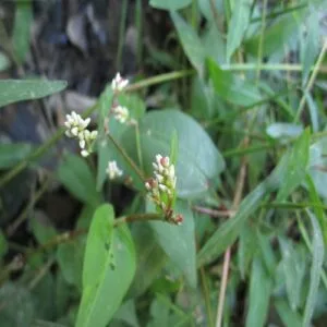 ヤノネグサの花