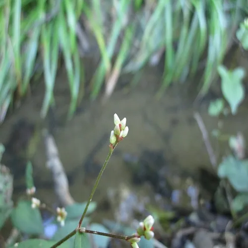 ヤノネグサの花