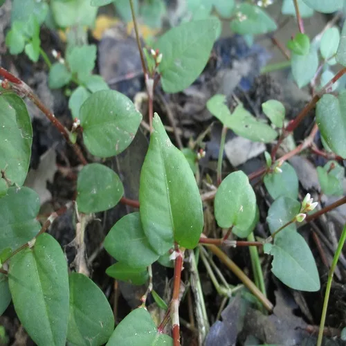 ヤノネグサの葉