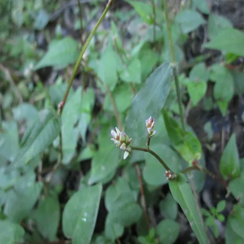 ヤノネグサの花