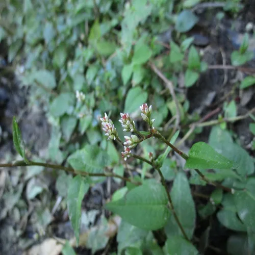 ヤノネグサの花