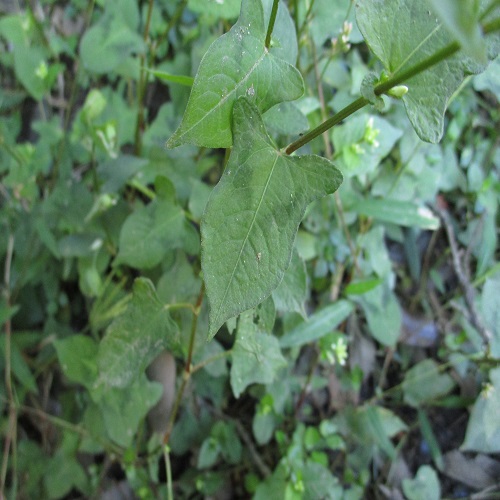 ミゾソバの葉