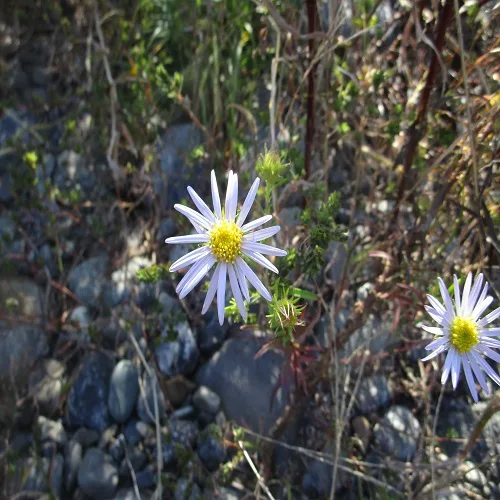 カワラノギクの花