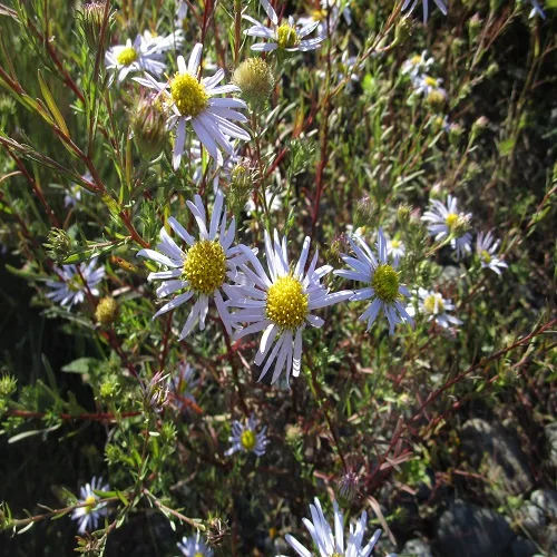カワラノギクの花