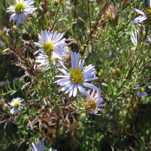 カワラノギクの花