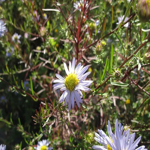カワラノギクの花