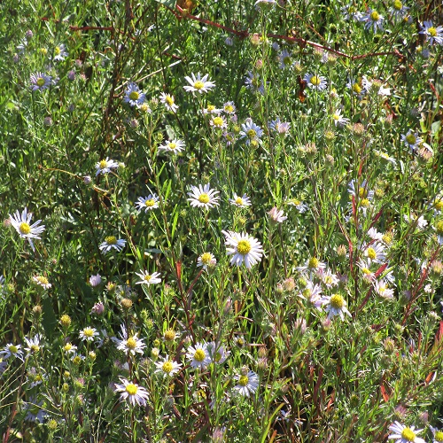 カワラノギクの花の群落