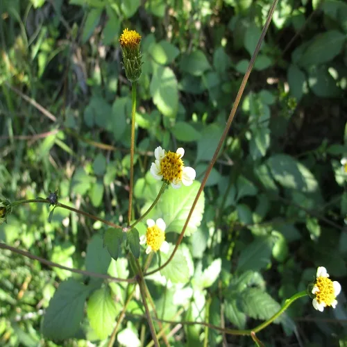 コシロノセンダングサの花