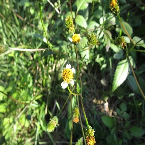 コシロノセンダングサ