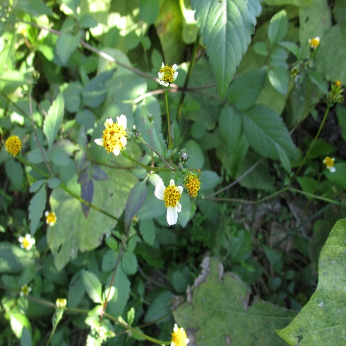 コシロノセンダングサの花