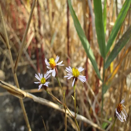 ウラギクの花