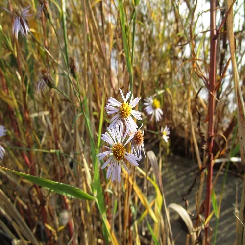 ウラギクの花